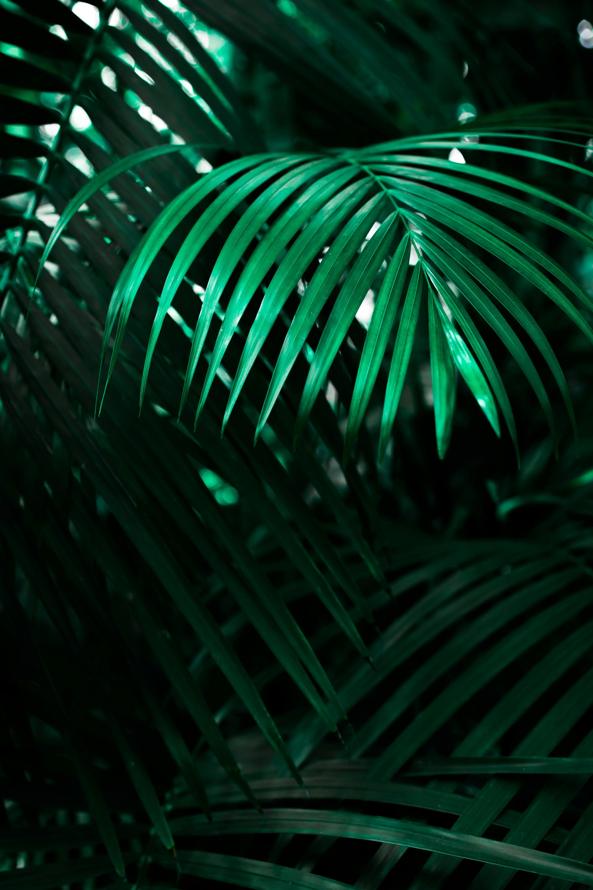 Close-up view of lush green palm leaves, displaying intricate patterns and textures. The foliage is dense, casting shadows and creating a vibrant, tropical atmosphere. The rich hues of green showcase the natural beauty of the plants.