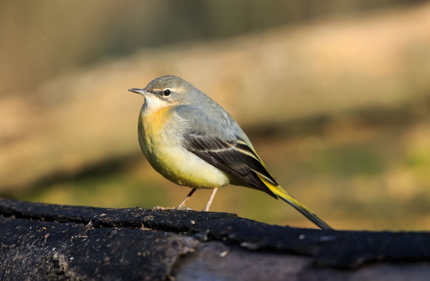 A small bird with gray plumage and a yellow underbelly stands on a log. It has a slender body and a subtle curved beak, with a soft background of blurred greenery, suggesting a natural setting.